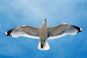 Seagull | Blackpool