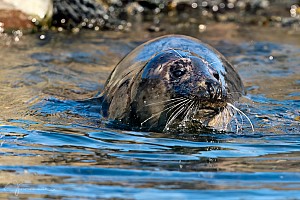 Seal | Farne Island