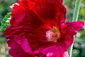 Hollyhock