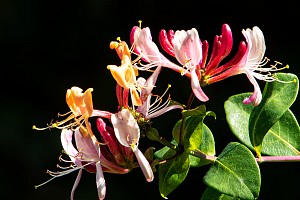 Honeysuckle