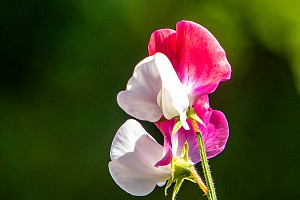 Sweet Peas