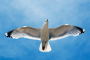 Seagull | Blackpool