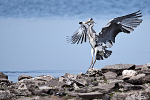 Heron / Marton Mere